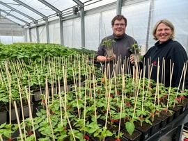 Ausbilderin Franziska Stiller (rechts) und Azubi Erik Nabe präsentieren Tomatenpflanzen der Ausbildungsgärtnerei Don Bosco Sachsen