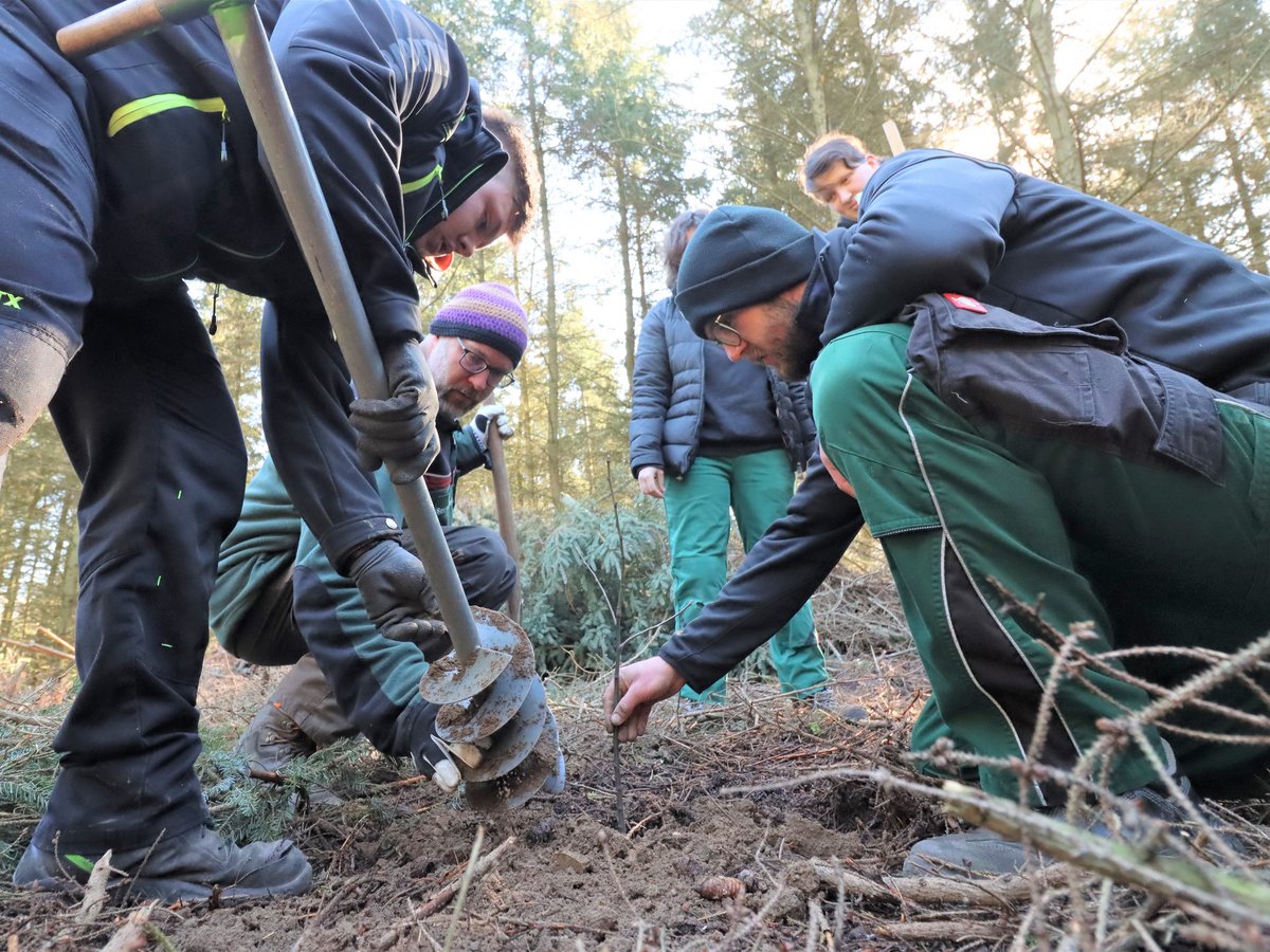 Gruppe von Menschen pflanzt Bäume im Wald; einer bohrt Löcher mit einem Erdbohrer, andere bereiten Setzlinge vor.
