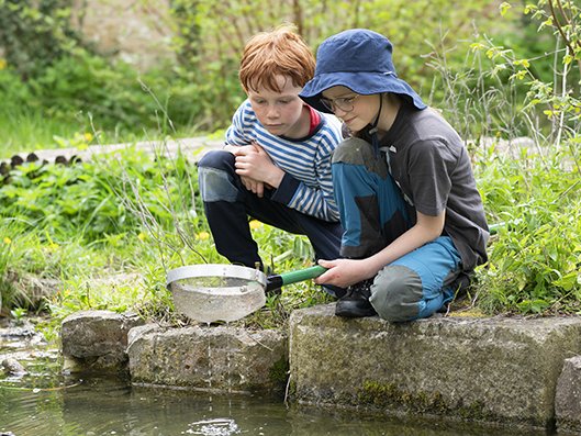 Zwei Jungen knien an einem Teich und blicken aufmerksam in ein über dem Wasser gehaltenes Netz, um die Natur zu erkunden.