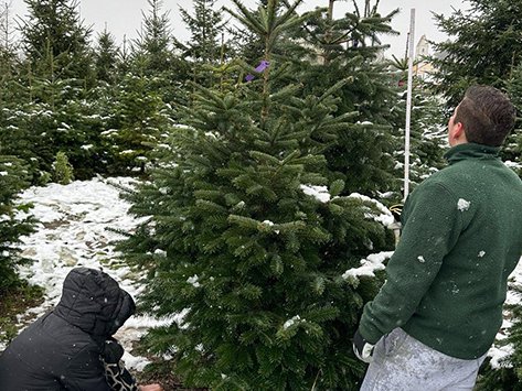Zwei Personen in einer verschneiten Weihnachtsbaumplantage. Eine Person schneidet einen Baum, die andere misst ihn.