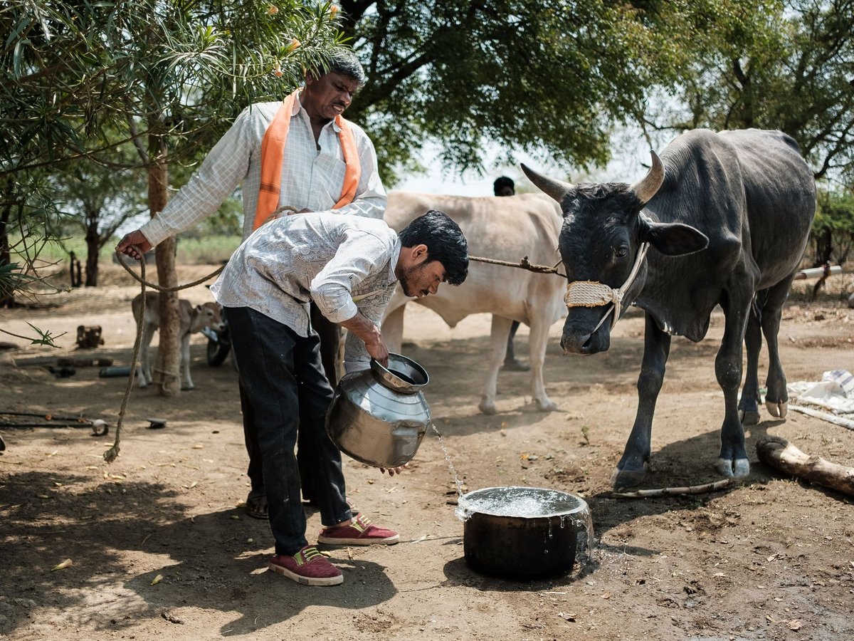 Zwei Männer tränken Kühe mit Wasser auf einem trockenen Feld unter Bäumen.