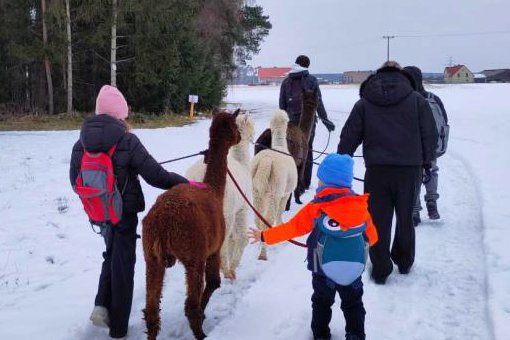 Eine Gruppe von Menschen und Kindern führt Alpakas an Leinen durch eine verschneite Winterlandschaft.