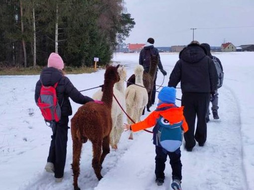 Eine Gruppe von Menschen und Kindern führt Alpakas an Leinen durch eine verschneite Winterlandschaft.