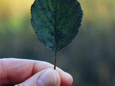 Nahaufnahme einer Hand, die ein dunkelgrünes Blatt mit sichtbaren Adern vor einem verschwommenen natürlichen Hintergrund hält.
