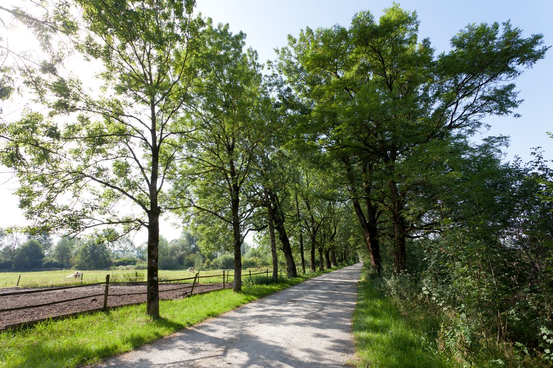Schattiger Kiesweg, gesäumt von hohen Bäumen, führt an einem Pferdepaddock vorbei unter hellem Himmel.