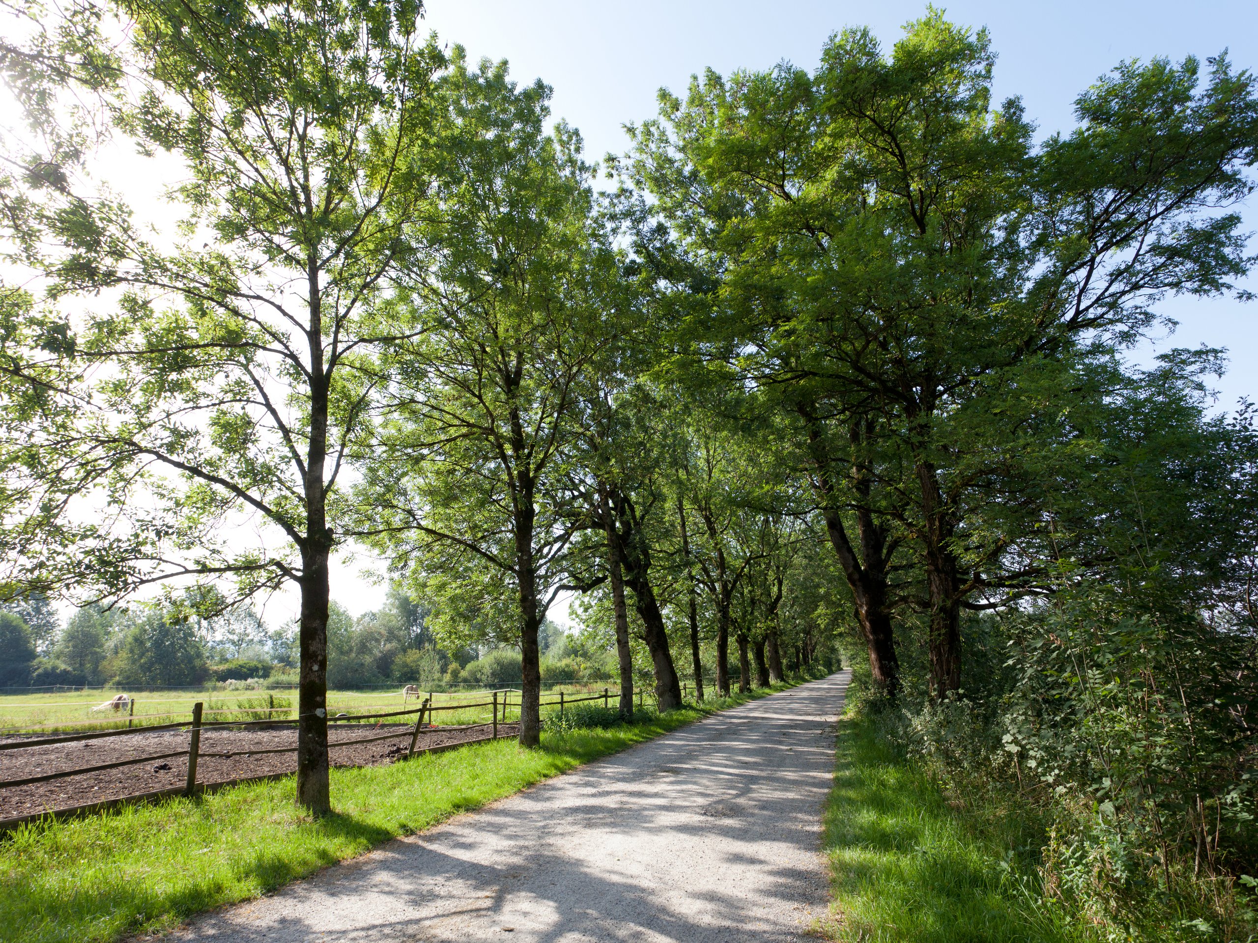 Schattiger Kiesweg, gesäumt von hohen Bäumen, führt an einem Pferdepaddock vorbei unter hellem Himmel.