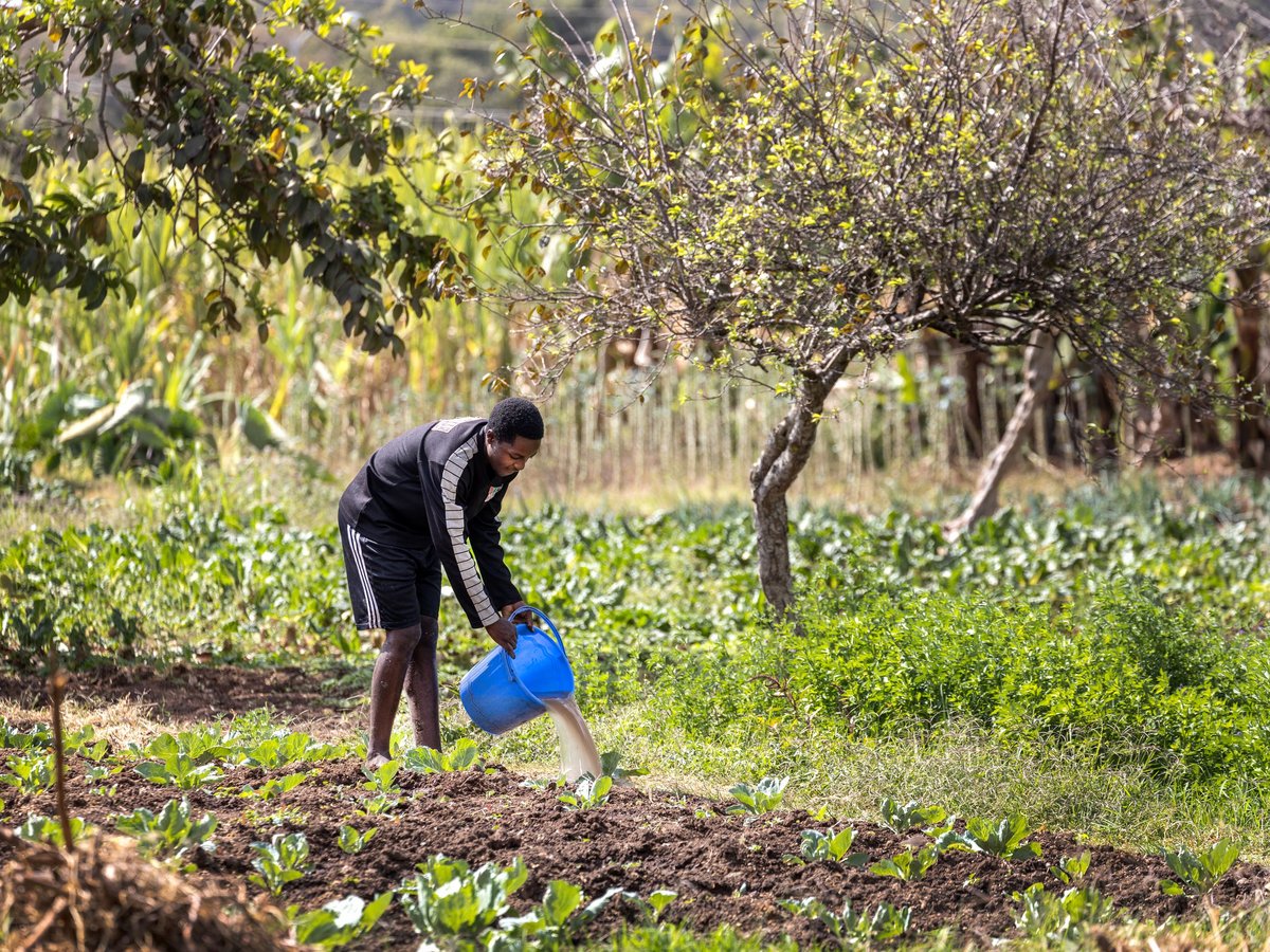 Ein junger Mann in schwarzem Trainingsanzug bewässert kleine grüne Pflanzenreihen auf einem Feld mit einem blauen Eimer an einem sonnigen Tag.