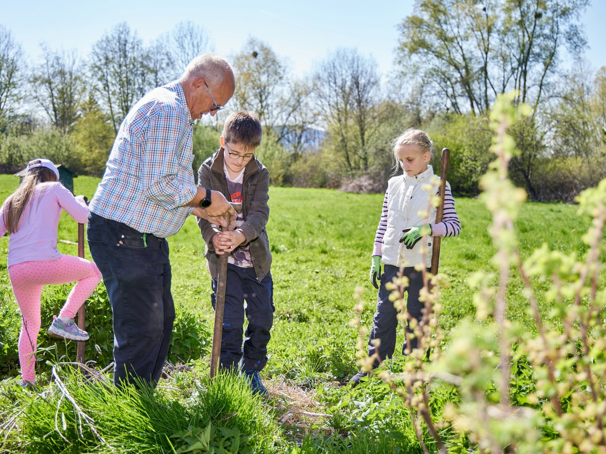 Ein Großvater lehrt zwei Kinder Gartenarbeit auf einer sonnigen grünen Wiese. Sie verwenden Spaten zum Pflanzen.