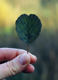 Hand mit Blatt