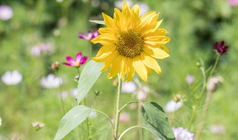 Eine Sonnenblume steht als Symbol für Nachhaltigkeit und Umweltschutz